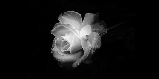 La Rosa Blanca